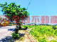 三芝淡金路農地
