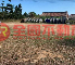 金沙新前墩建地