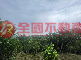 竹崎內埔子農地