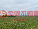 金寧近村莊臨路美農地