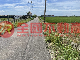 白河詔安農地