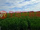北園國小旁都計農地
