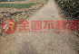 金沙近沙青路邊農地