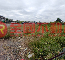 安南安中商圈解編增值建地