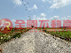 六腳潭子墘農地
