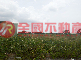六美國小旁農地