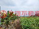 新埤萬隆休閒農地2-潮378