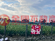 屏東頂柳農地-市農241