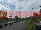 竹田休閒小農地(竹386)