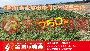 (專)屏東車城田中段8分優質農地