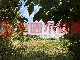 鹽埔三面路農地(九677)