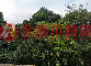 關西便宜農林地送丙建