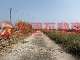 金寧古寧頭近頂林路低總價農地A